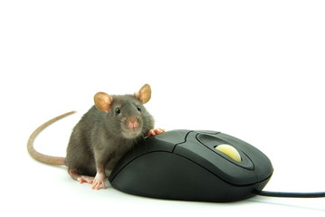 rat and  computer mouse
