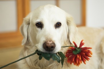 Hund mit Blume