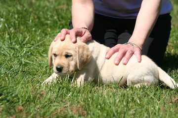 Labrador chiot en soumission