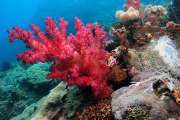 Fototapeta na wymiar Indonesian coral reef