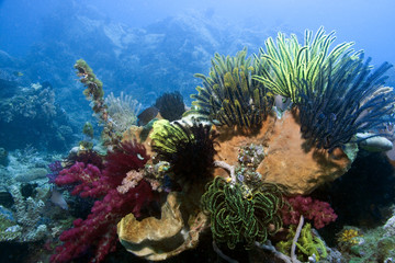 Naklejka na ściany i meble Indonesian coral reef