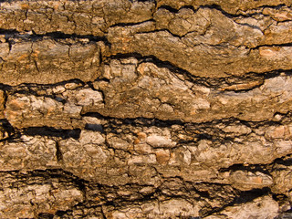 Bark of a tree an oak