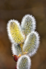 Obraz premium Grey willow