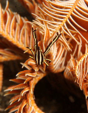 cronoid crab