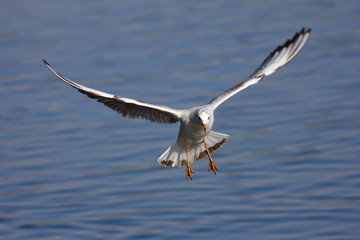 Laughing seagull