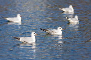 Laughing seagull