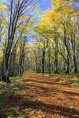 Beautiful sunny autumn day in forest near Plitvice Lakes nationa