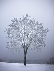 Obraz na płótnie Canvas Lonely tree in the winter