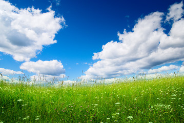 field of fresh summer grass and clouds