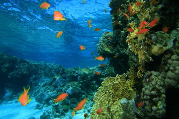 Fototapeta na wymiar Coral Lagoon