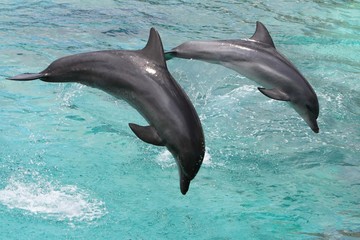 Dolphins Jumping