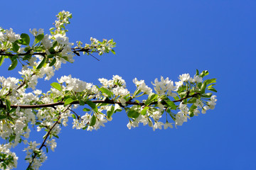 apple tree flowers