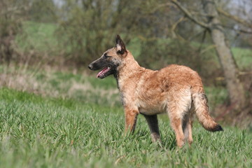 la ballade du berger belge laekenois