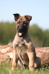 Petit chiot rêveur
