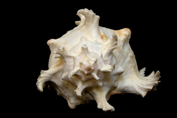 An isolated conch seashell over black.