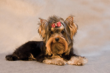 yorkshire terrier on grey background