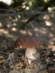 Boletus Edulis
