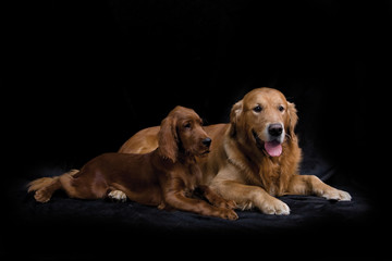 Golden Retriever and Irish Setter puppy on black background
