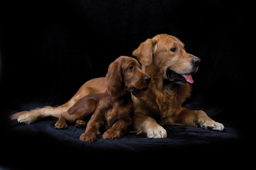 Golden Retriever and Irish Setter puppy on black background