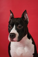 Portrait of staffordshire terrier on red background