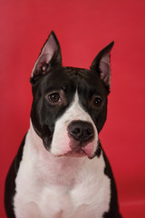 Portrait of staffordshire terrier on red background