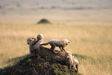 cheetah with 5 cubs