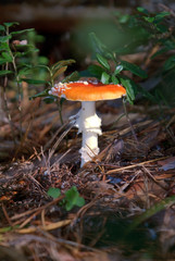 Toadstool mushroom and cowberry