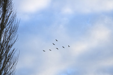 Birds in the Sky