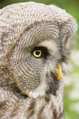 Great grey owl