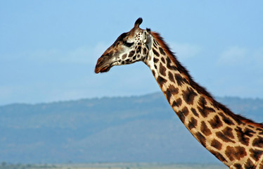 Afrikanische Giraffe, Masai Mara