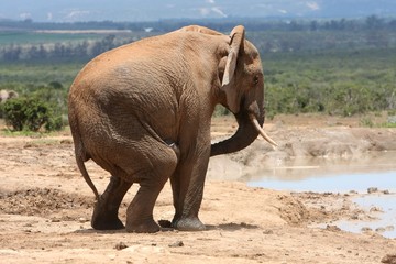 Male Elephant Behaviour