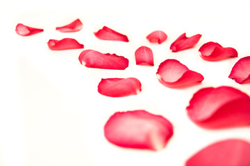 rose petals on on white background