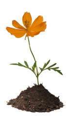 orange flower in soil isolated