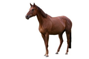 Obraz premium Brązowy koń na białym tle