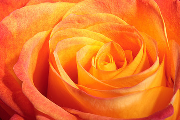 Fototapeta na wymiar Orange rose macro.