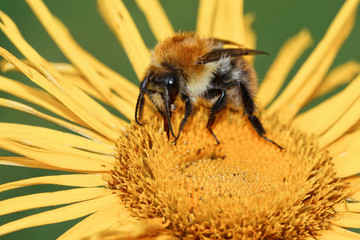 Bumblebee