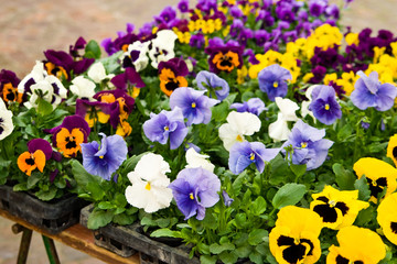 Stiefmütterchen, pansies