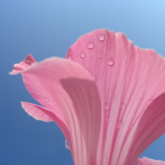 Malvenblüte