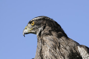 Goshawk closeup
