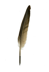 Feather pen on white background