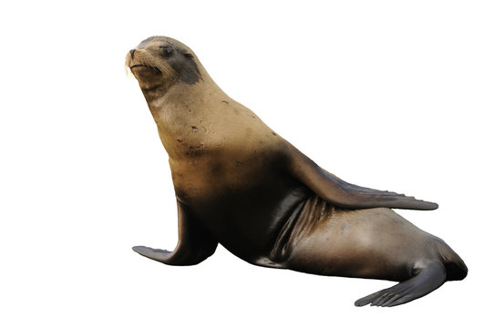 Steller Sea Lion