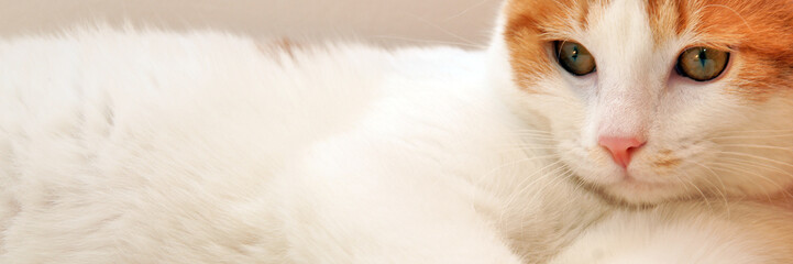 Fototapeta premium chat