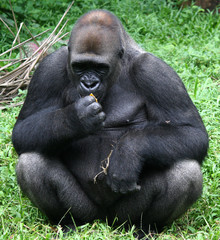 Gorilla