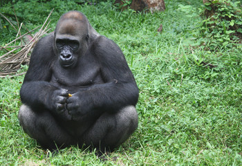 Gorilla
