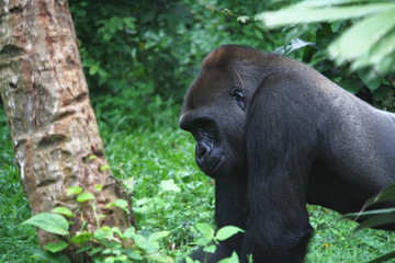 Gorilla