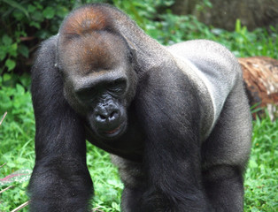 Fototapeta premium Gorilla