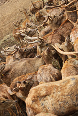 Deer Waiting For Food