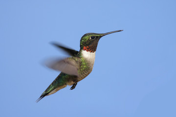 Fototapeta premium Male Ruby-throated Hummingbird