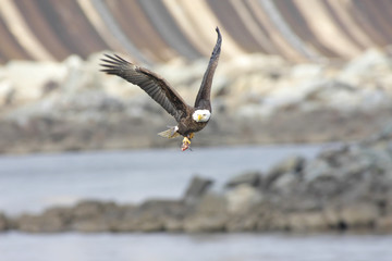 Bald Eagle With A Fish