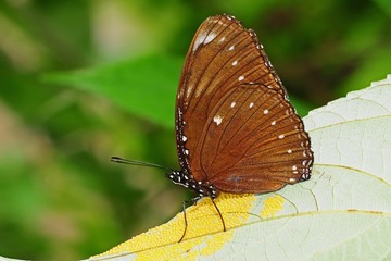 Obraz na płótnie Canvas brown butterfly and eggs on the leaf